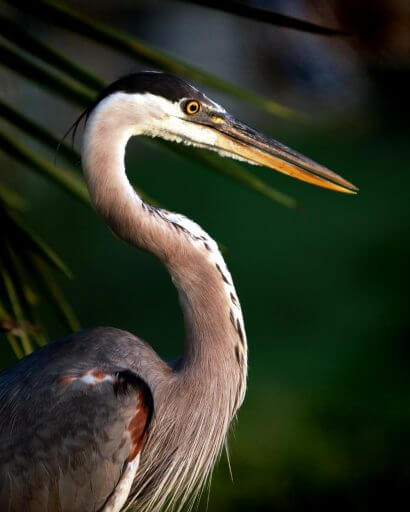 Heron-copy-3
