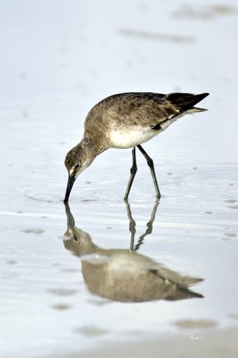 IMG_0098_Willet-and-Reflection