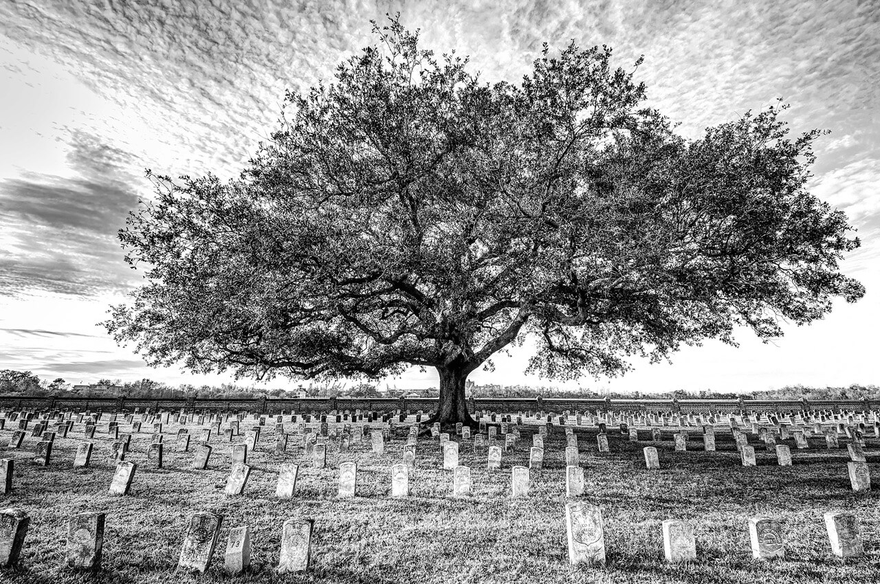 cemetery tree b&w edit-sized
